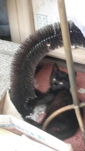 平野さん知人の母の子猫黒